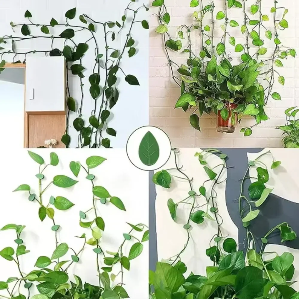 Pothos Clips Control Climbing pothos Wall support